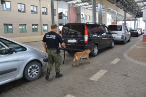 Psy służbowe w NOSG. Zatrzymano narkotyki o wartości prawie 30 mln zł