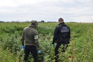 Zlikwidowano nielegalną plantację marihuany