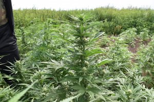Zlikwidowano nielegalną plantację marihuany