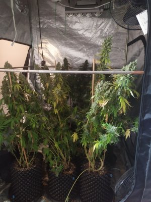 Zlikwidowano nielegalną plantację marihuany