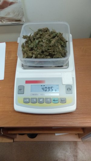 Zlikwidowano nielegalną plantację marihuany