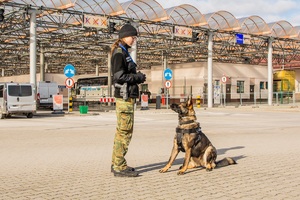 Przewodniczka psa służbowego SG podczas realizacji zadań służbowych związanych z ochroną granicy państwowej