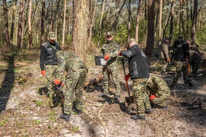Sadzenie buków w Lesie Borek