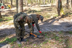 Sadzenie buków w Lesie Borek