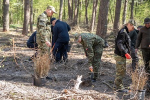 Sadzenie buków w Lesie Borek